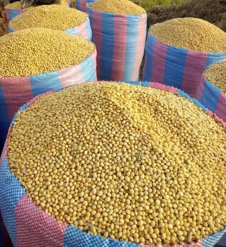 Soybeans