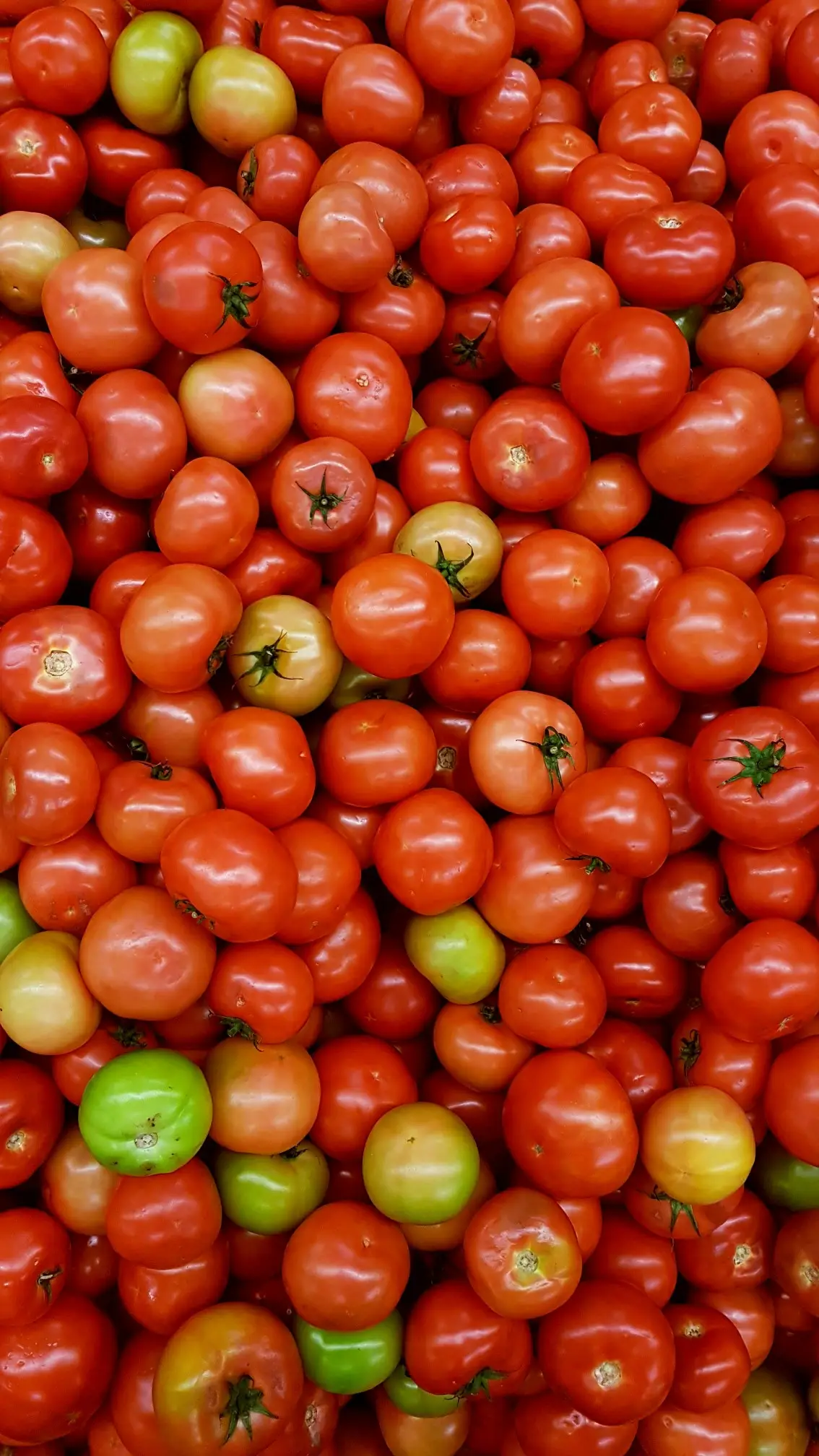Fresh Tomatoes