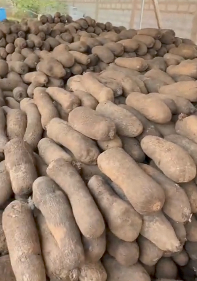 Fresh Yam (per bag)